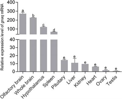 Identification and expression analysis of zebrafish gnaq in the hypothalamic–Pituitary–Gonadal axis